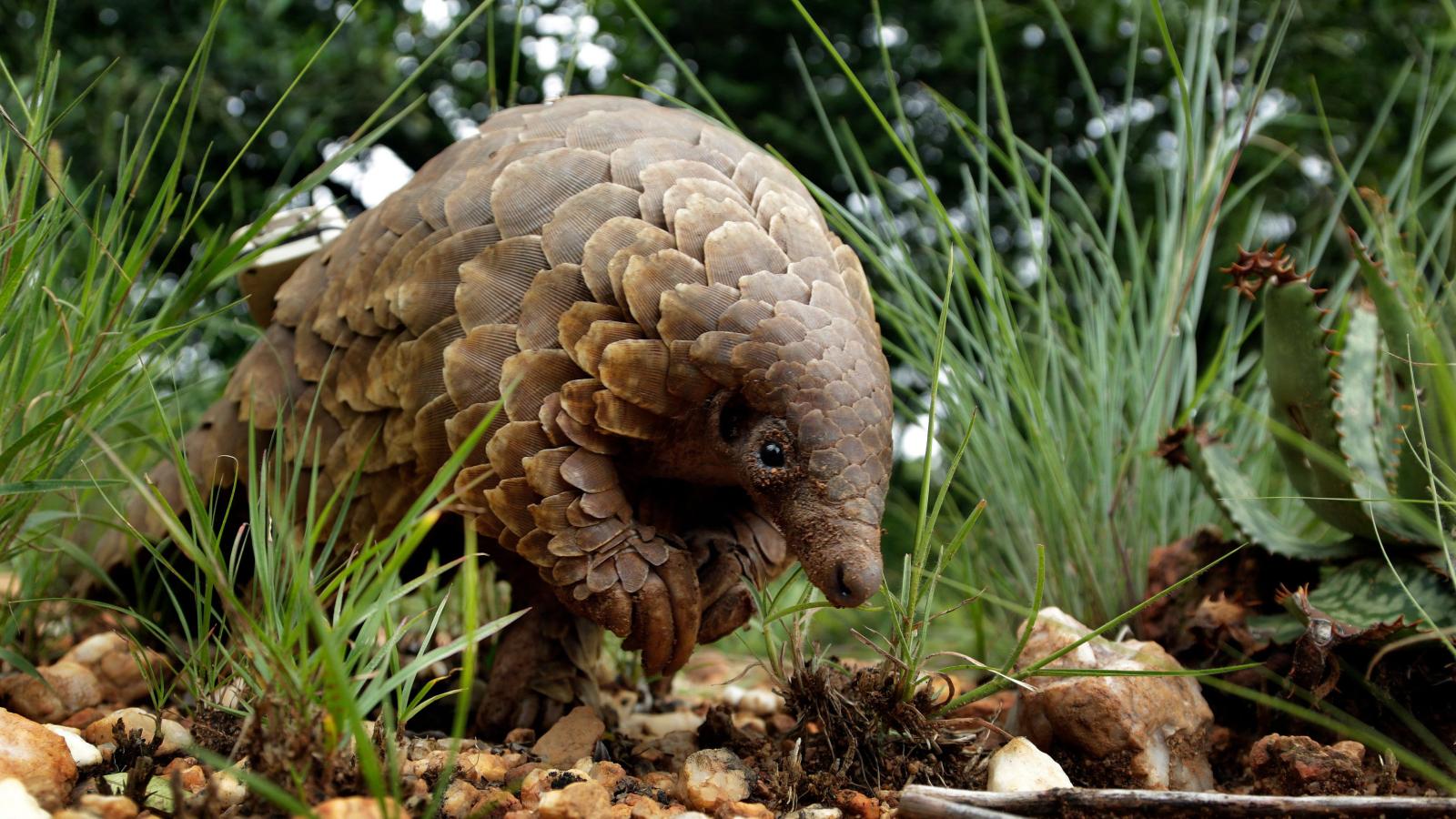 “No Pangolin on My Plate” Campaign: a strategy for WildAid